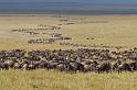 041 Kenia, Masai Mara, gnoes